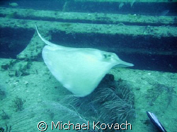 Southern Atlantic Stingray on the Sea Emperor, an artific... by Michael Kovach 
